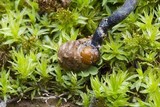Ophiocordyceps ravenelii image