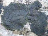 Verrucaria nigrescens f. nigrescens image