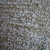 Pertusaria amara f. amara image