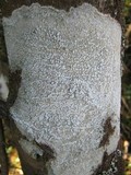 Pertusaria amara f. amara image