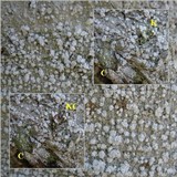 Pertusaria amara f. amara image
