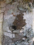 Melanelixia subaurifera image
