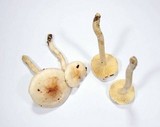 Hygrophorus pusillus image