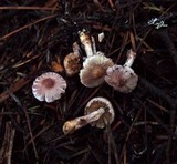 Inocybe ionocephala image