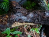 Basidiodendron caesiocinereum image
