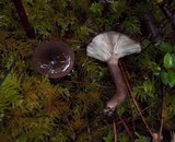 Lactarius pseudomucidus image