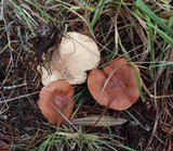 Lactarius rufus image