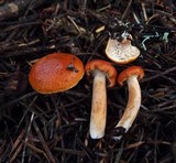 Lactarius subflammeus image