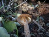 Battarrea phalloides image