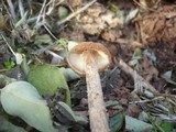 Battarrea phalloides image