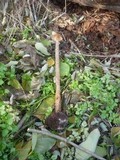 Battarrea phalloides image