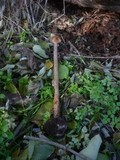 Battarrea phalloides image