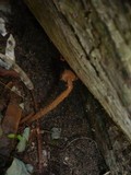 Battarrea phalloides image