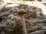 Battarrea phalloides image