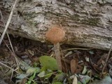 Battarrea phalloides image