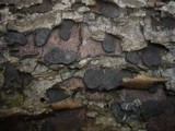 Biscogniauxia granmoi image