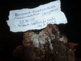 Boidinia furfuracea image