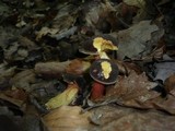 Boletus pruinatus image