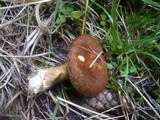Suillus cavipes image