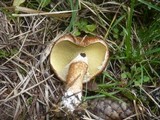 Suillus cavipes image