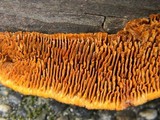 Gloeophyllum sepiarium image
