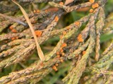 Pithya cupressina image