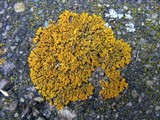 Caloplaca saxicola image