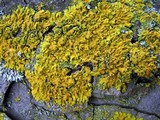 Oxneria fallax image