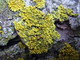 Oxneria fallax image