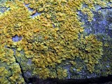 Oxneria fallax image