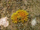Xanthoria ulophyllodes image