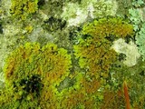 Oxneria fallax image
