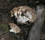 Ramaria rubrievanescens image