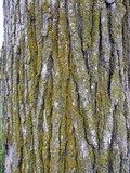 Xanthoria weberi image