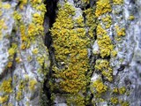 Xanthoria weberi image