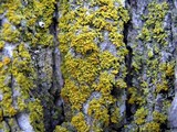 Xanthoria weberi image