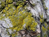 Xanthoria weberi image