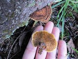Gloeophyllum sepiarium image
