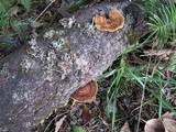Gloeophyllum sepiarium image