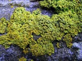 Xanthoria ulophyllodes image