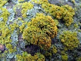 Xanthoria ulophyllodes image