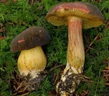 Boletus pruinatus image
