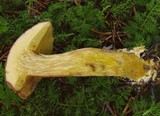 Boletus pruinatus image