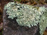 Xanthoparmelia subramigera image