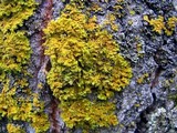 Xanthoria ulophyllodes image