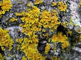 Xanthoria ulophyllodes image