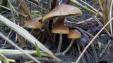 Psilocybe azurescens image