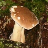 Tylopilus felleus image