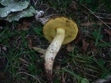 Boletus depilatus image
