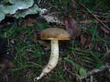 Boletus depilatus image